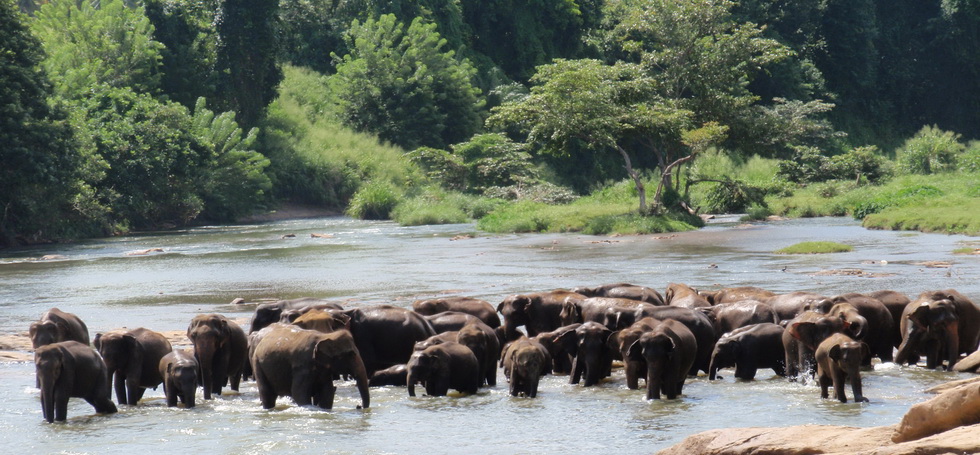 Sri Lanka, Sri Lanka, Информация об Экскурсии (Слоновий питомник Пиннавела<br>Pinnawela Elephant Orphanage)> на сайте любителей путешествовать www.dta.odessa.ua
